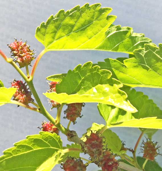 top-5-health-benefits-of-white-mulberry-fruit