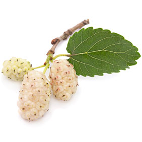 white mulberry