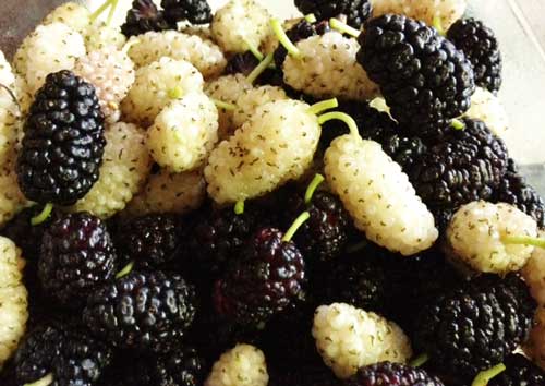 black-and-white-mulberry