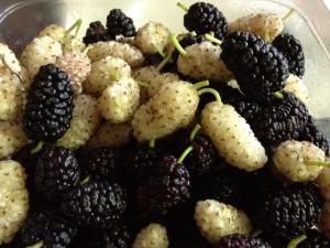 black and white mulberry fruits