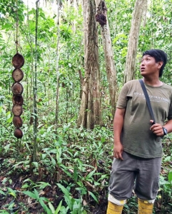 rainforest medicinal plants