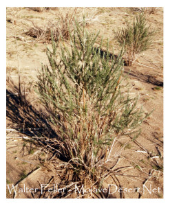 california native plants