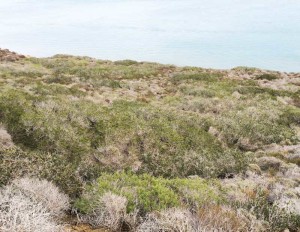 coastal-sage-scrub