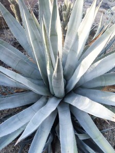 california native plant desert agave