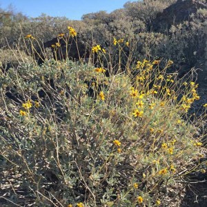 sagebrush medicinal